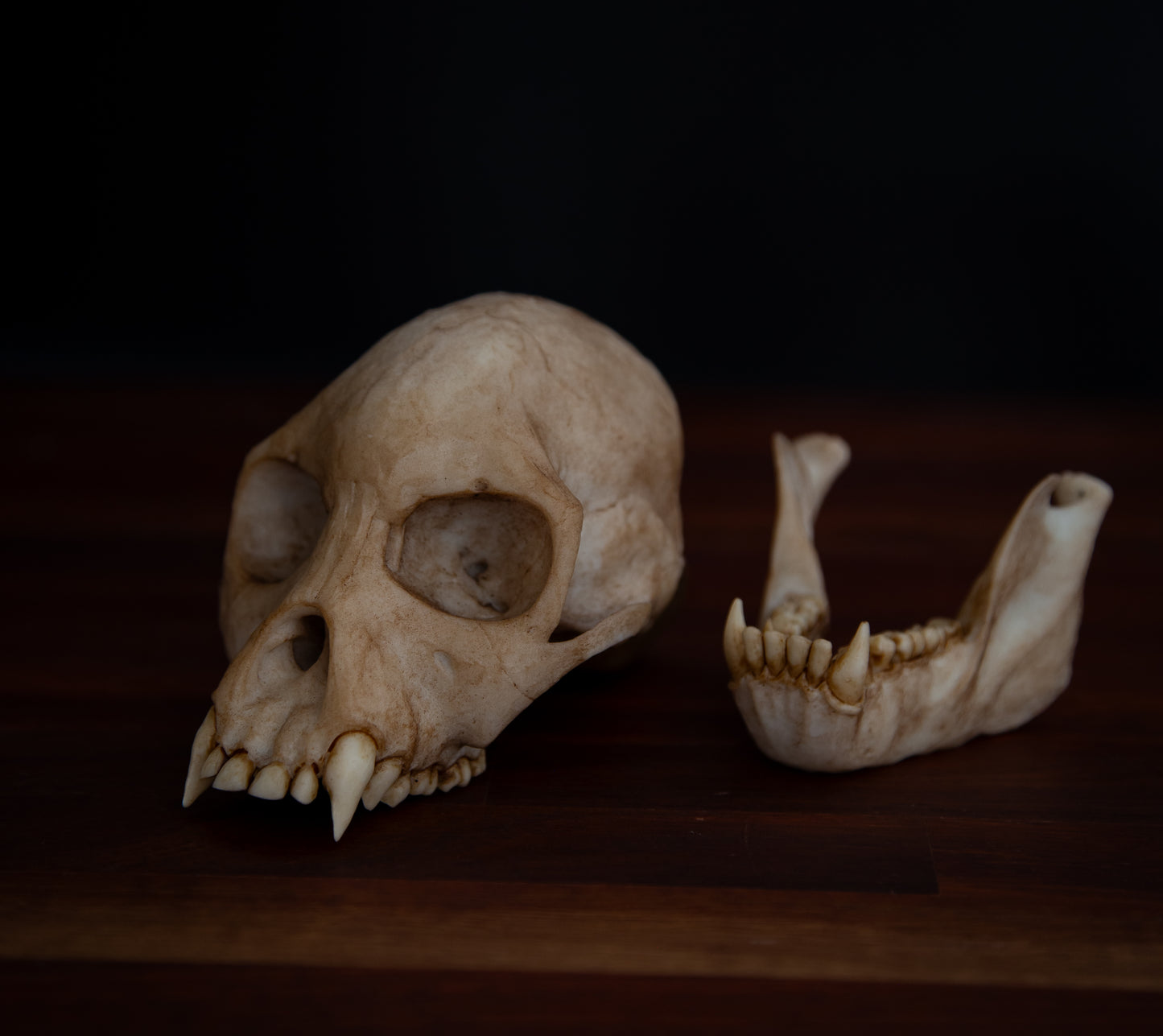 Proconsul africanus Skull Replica – Life-Sized Early Primate Fossil