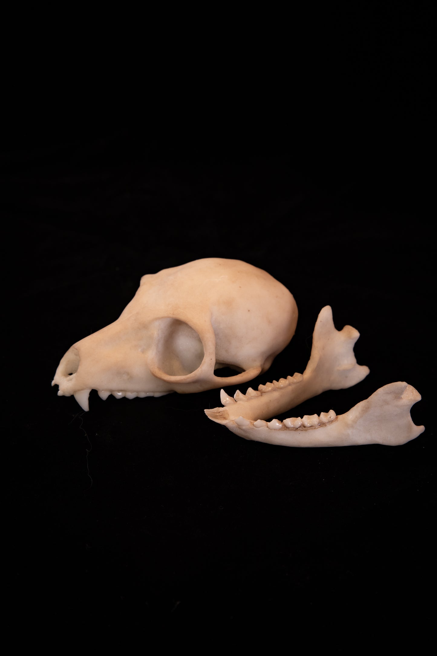 Ring-Tailed Lemur Skull Replica – Life-Sized Museum Quality Primate Skull