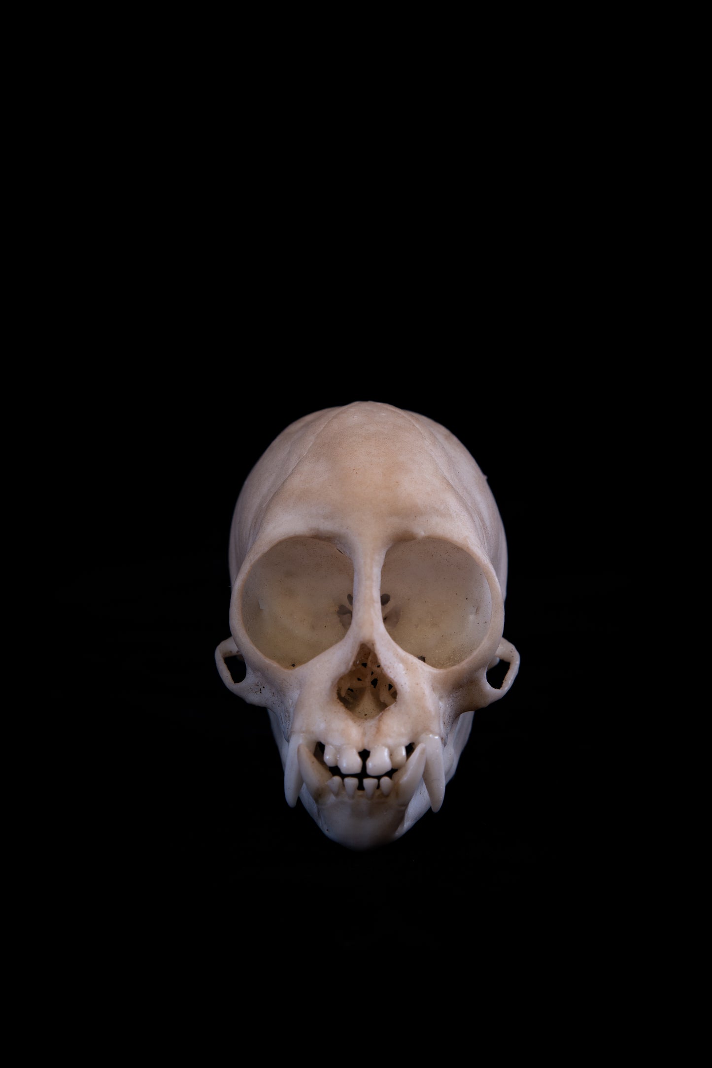Squirrel Monkey Skull Replica – Life-Sized Museum Quality Primate Skull