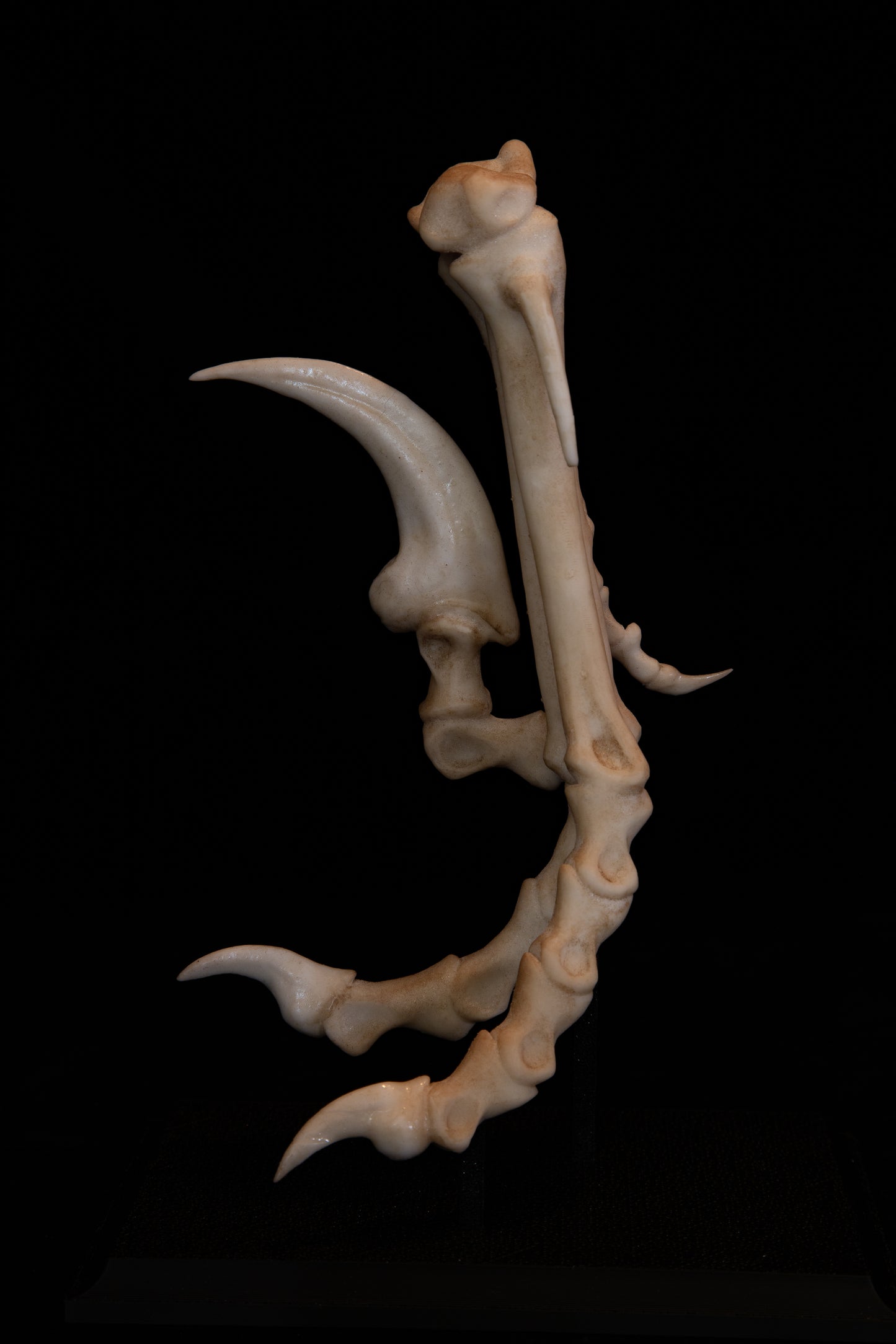 Velociraptor Foot Replica with Display Base – Life-Sized Dinosaur Display Piece