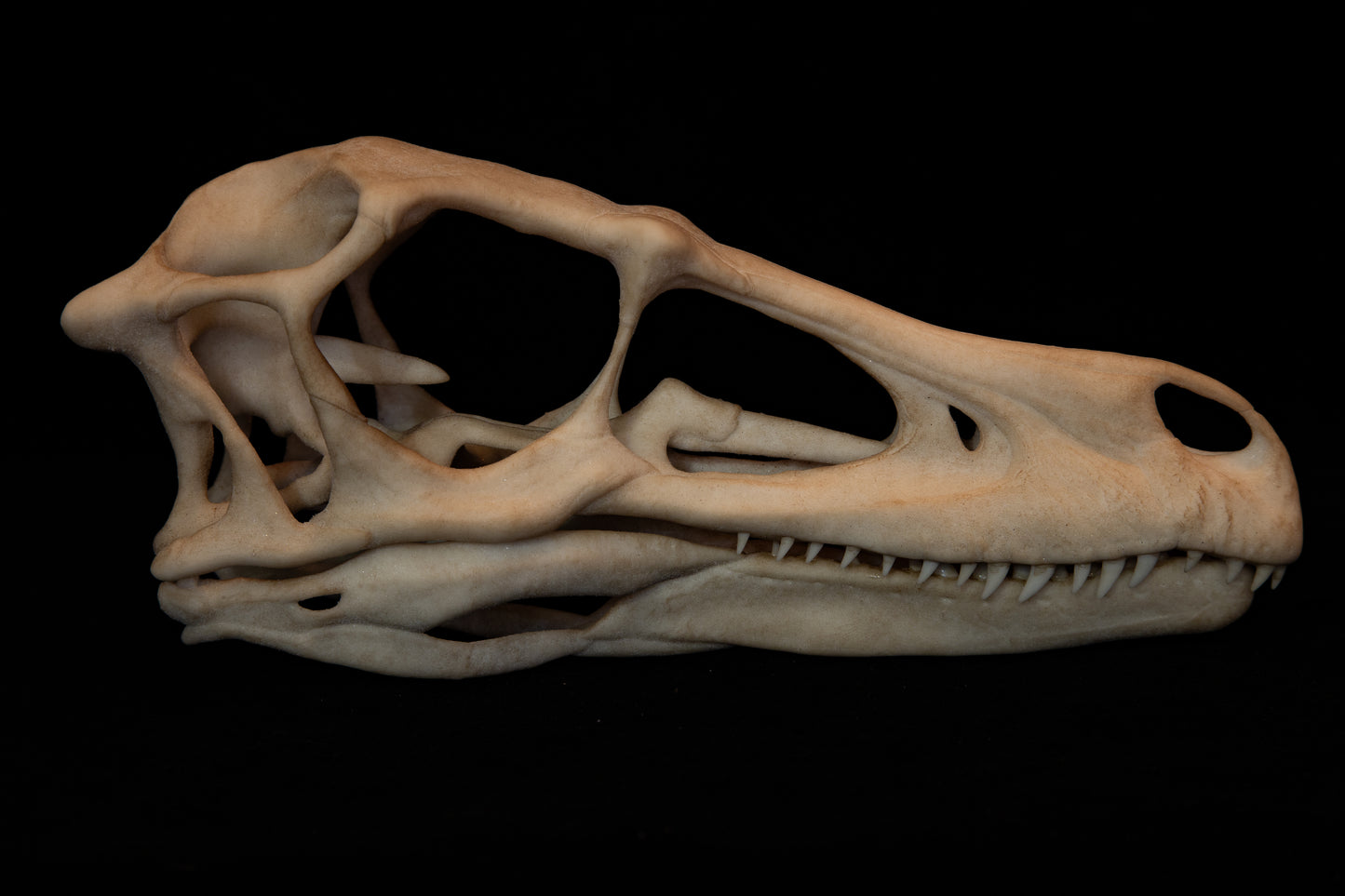Velociraptor Skull Replica – Life-Sized Dinosaur Display Piece