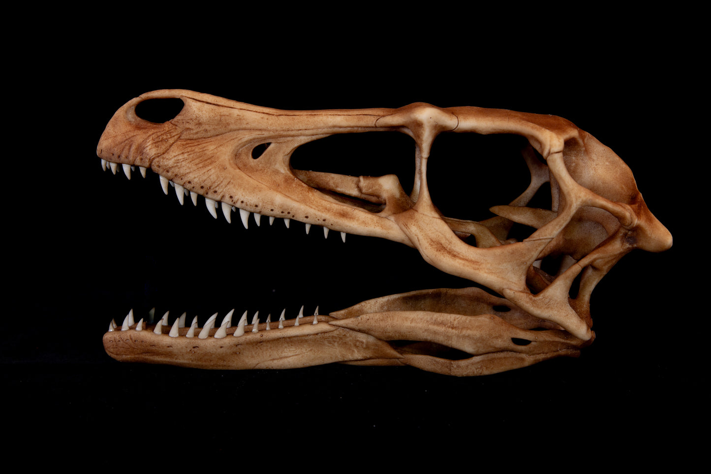 Velociraptor Skull Replica - Natural Bone Finish – Life-Sized Dinosaur Display Piece