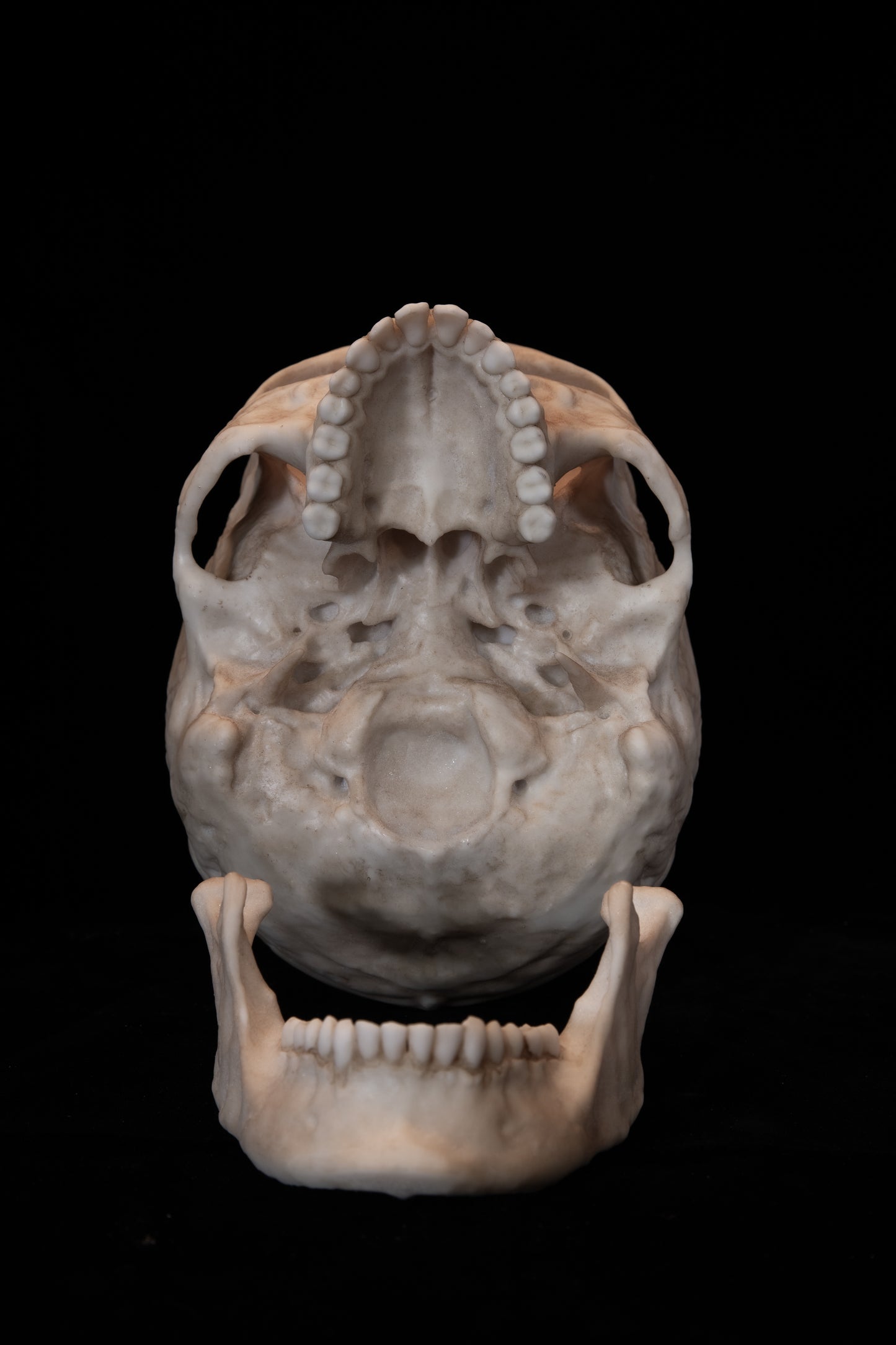 Human Female Skull Replica – Life-Sized Anatomical Display Piece