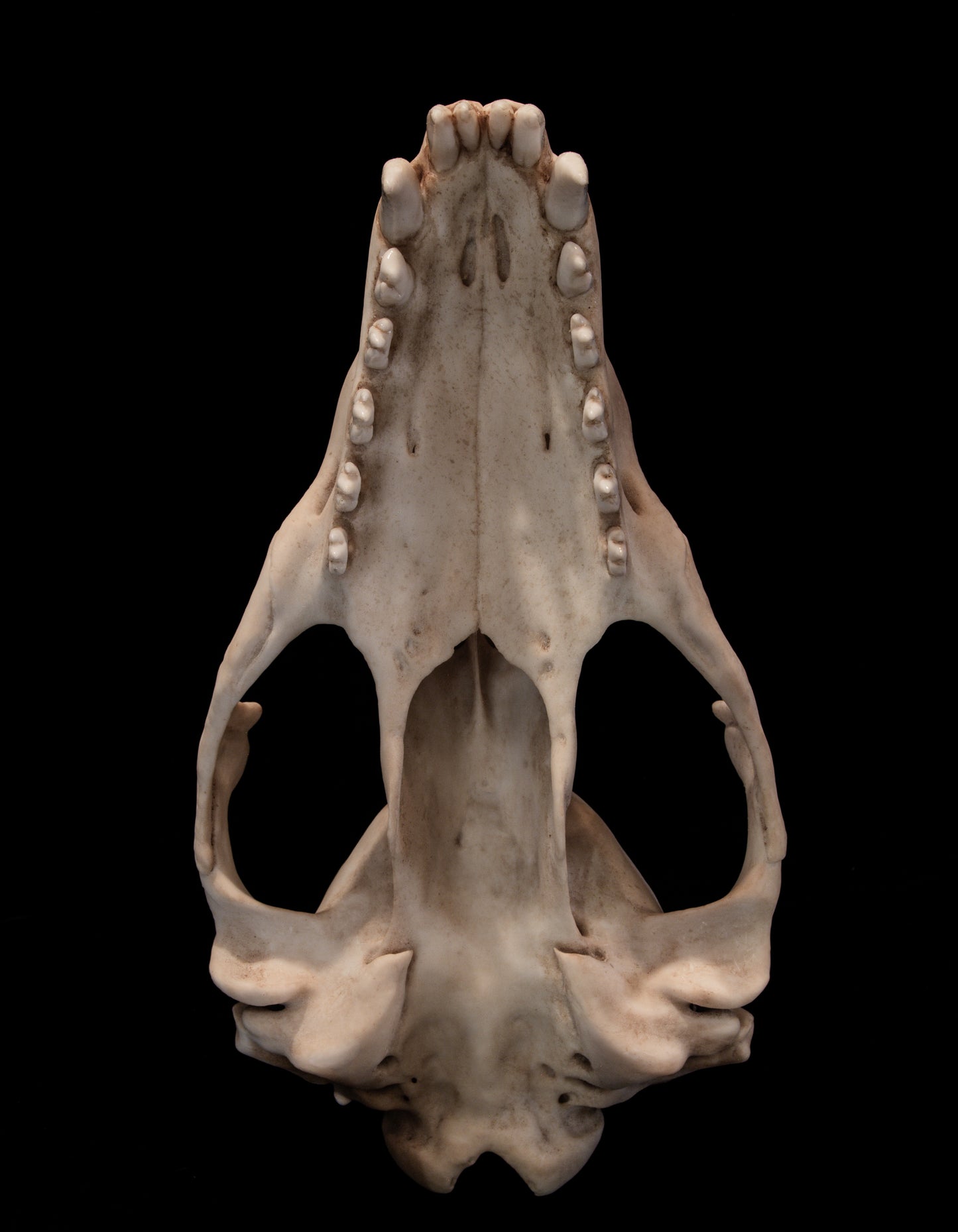 Leopard Seal Skull Replica – Life-Sized Museum-Quality Marine Mammal Skull