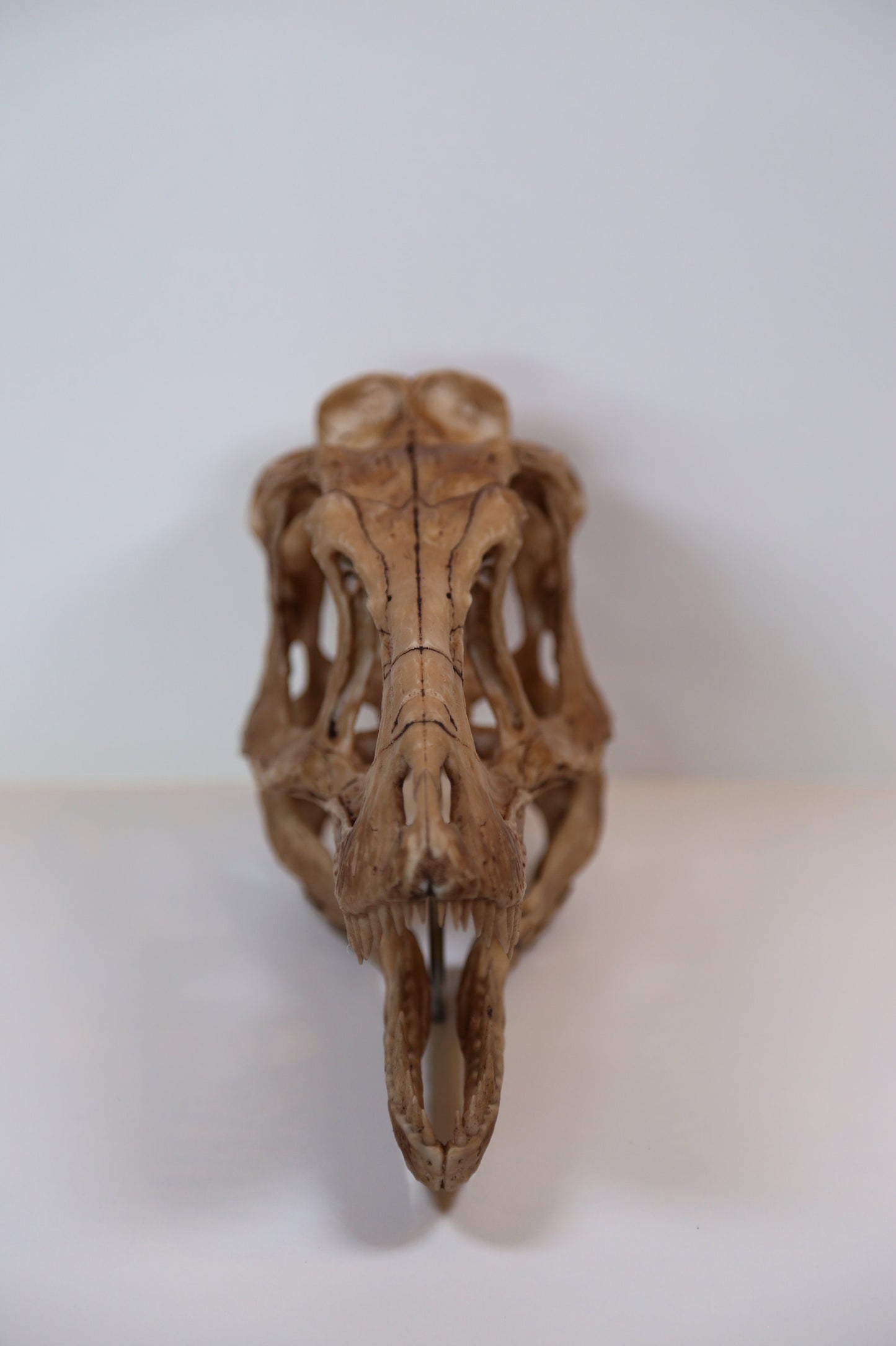Tyrannosaurus Rex Skull Replica – Dinosaur Display Piece