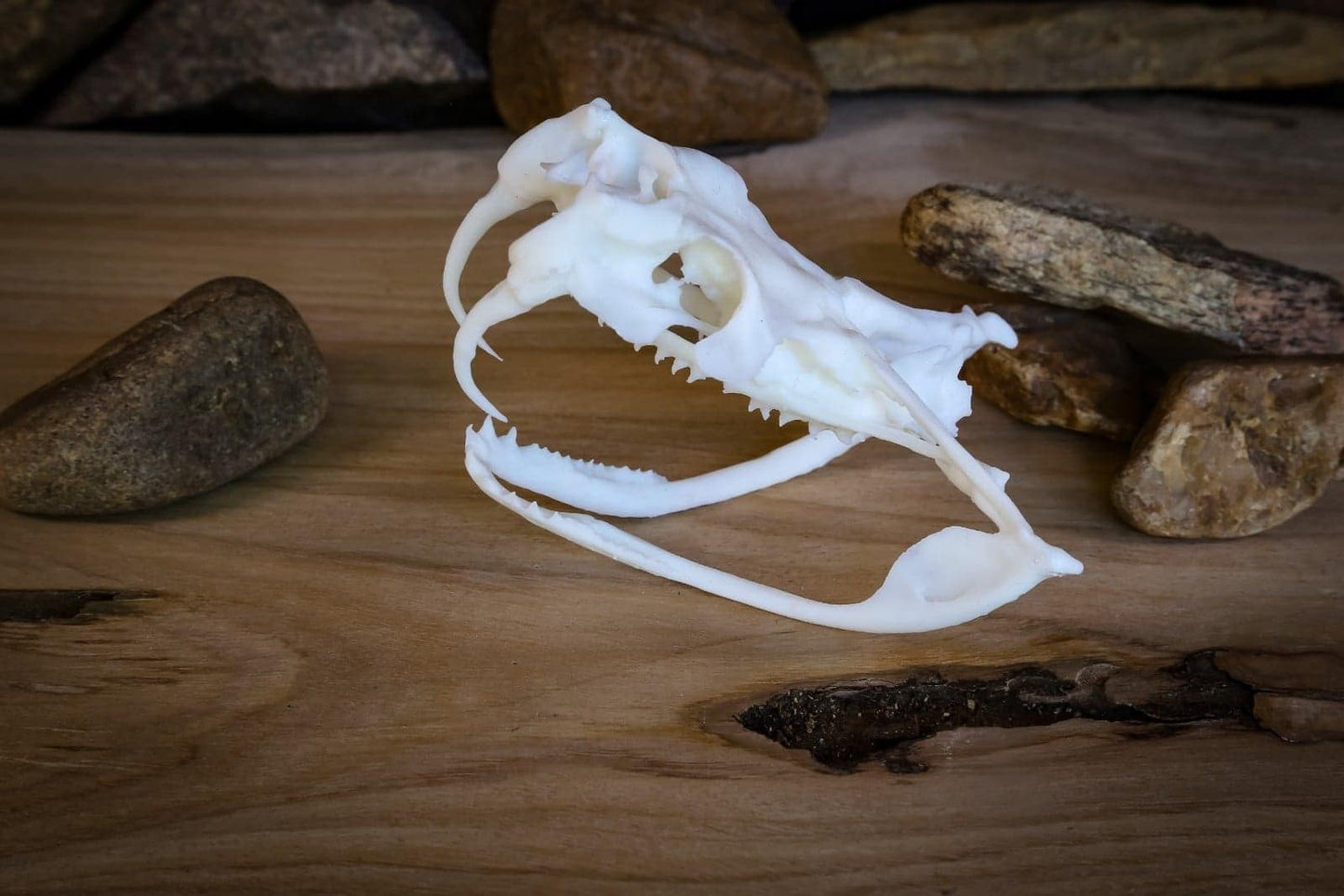 Gaboon Viper Skull Replica – Life-Sized Display Piece