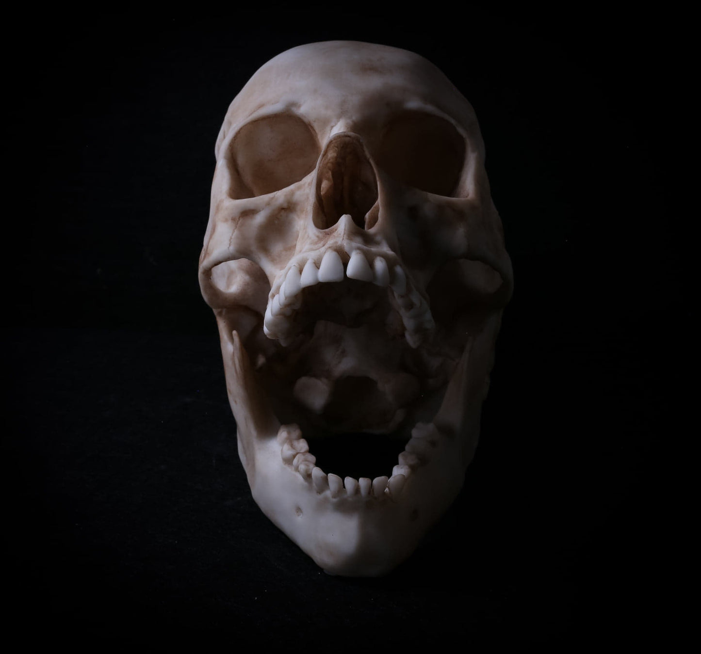 Human Male Skull Replica – Life-Sized Anatomical Display Piece