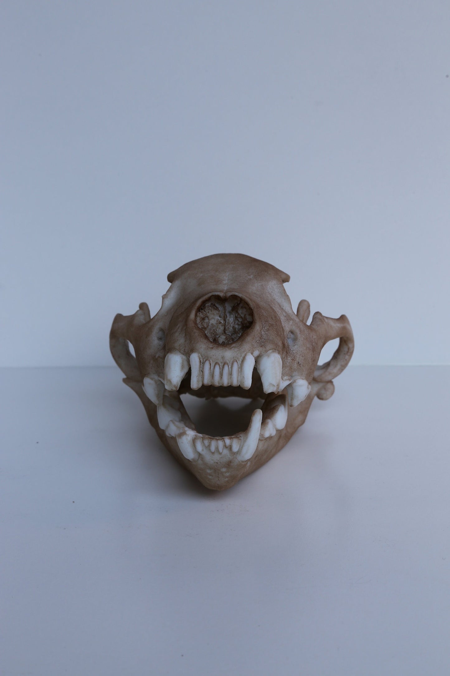 Wolverine Skull Replica – Life-Sized Display Piece