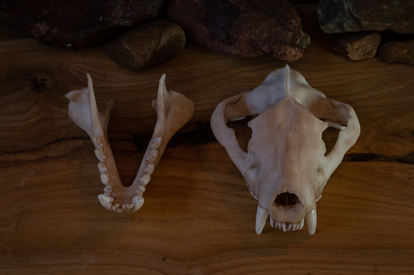 Tasmanian Devil Skull Replica – Life-Sized Display Piece