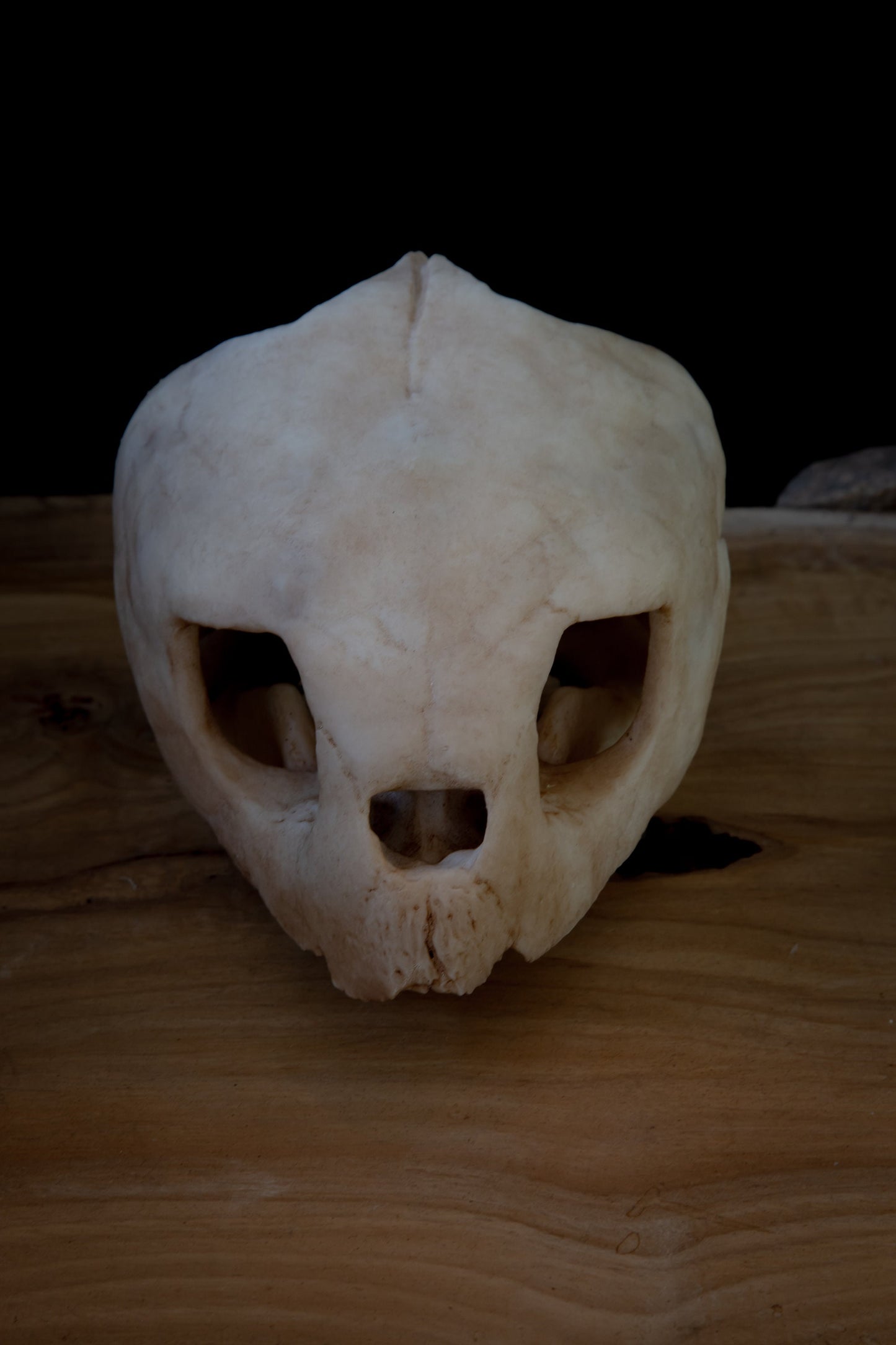 Loggerhead Sea Turtle Skull Replica – Life-Sized Display Piece