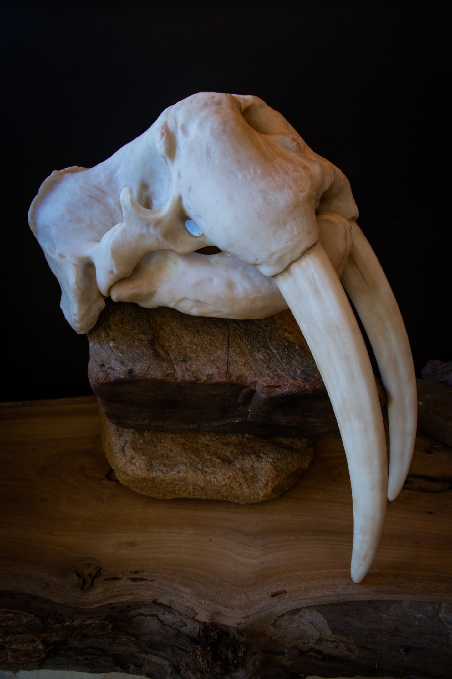 Walrus Skull Replica with Display Base – Large Life-Sized
