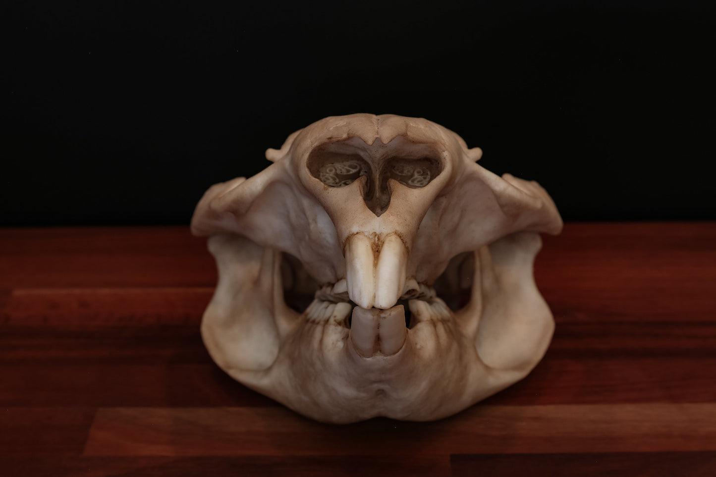 Wombat Skull Replica – Life-Sized Display Piece