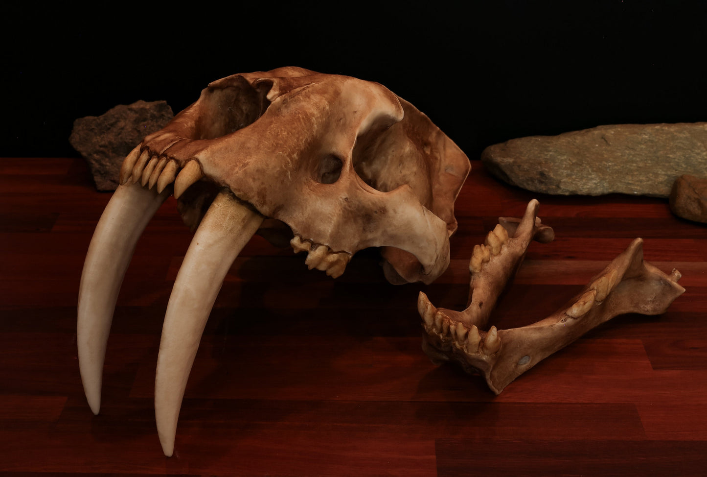 Sabertooth Cat Skull Replica with Display Base – Large Full-Sized