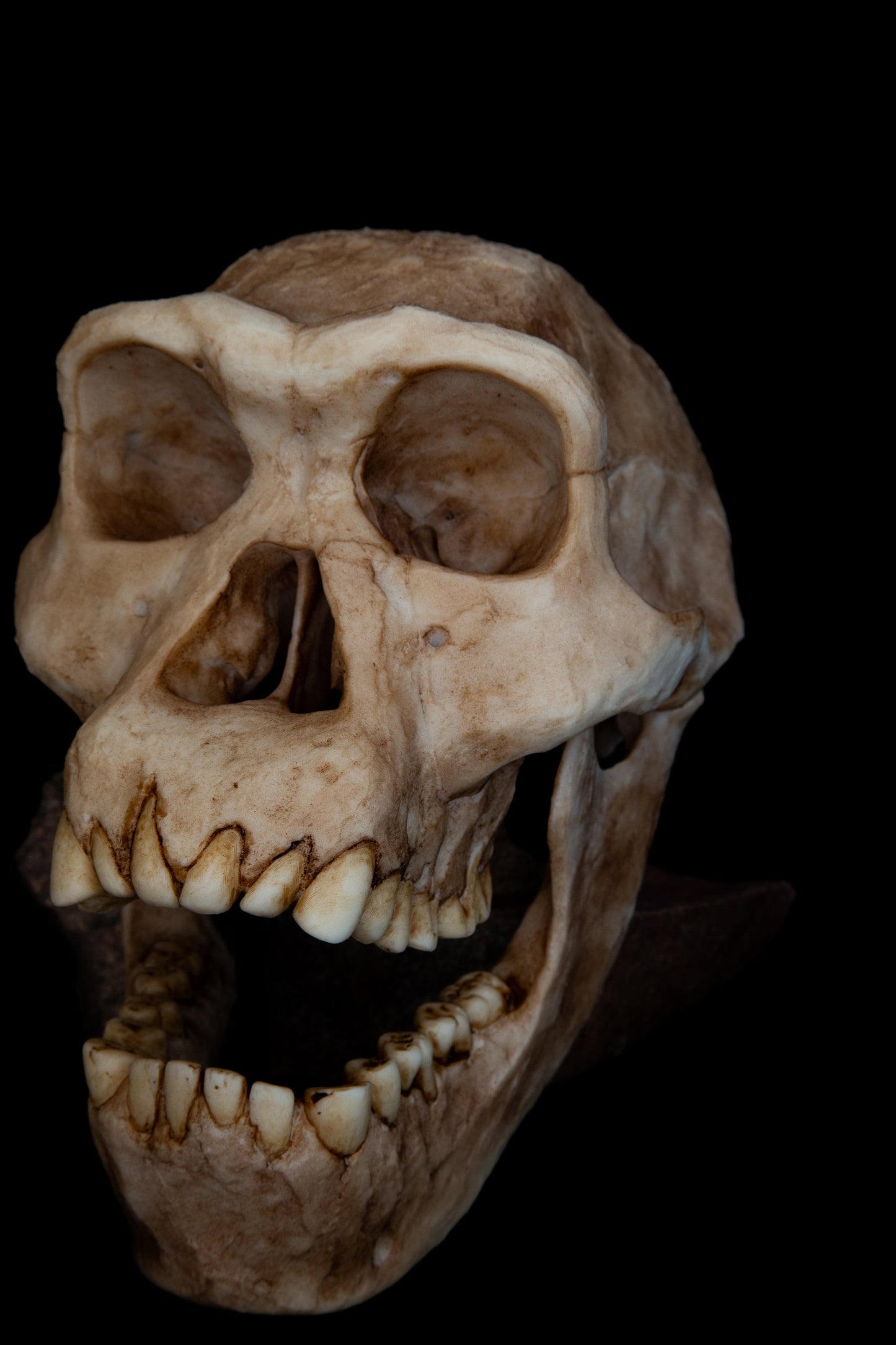Homo erectus Dmanisi Skull Replica – Life-Sized Anatomical Display Piece