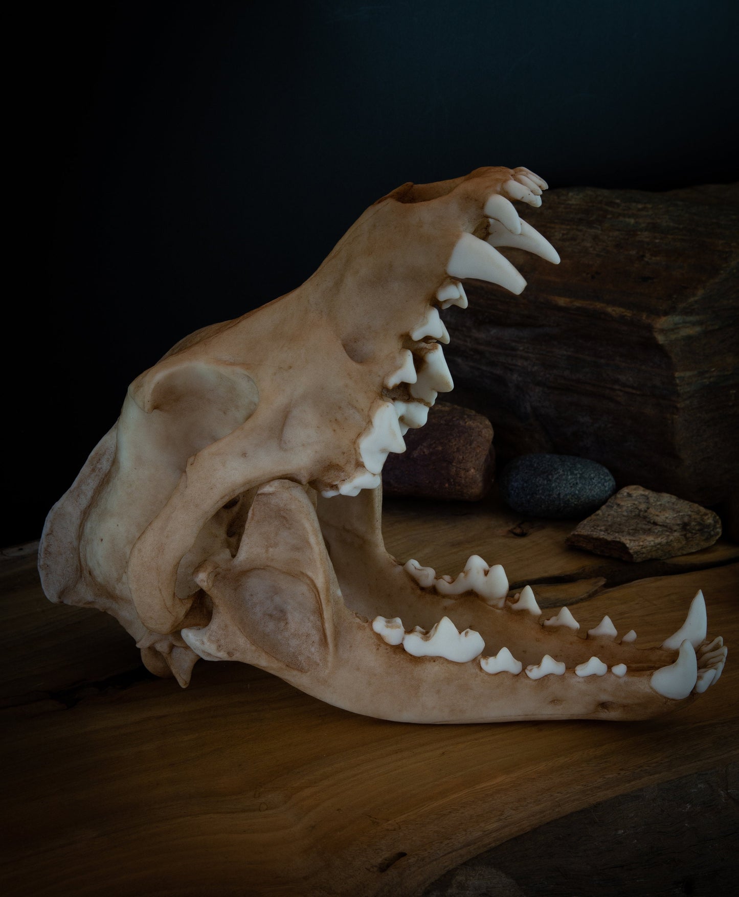 Grey Wolf Skull Replica – Life-Sized Display Piece