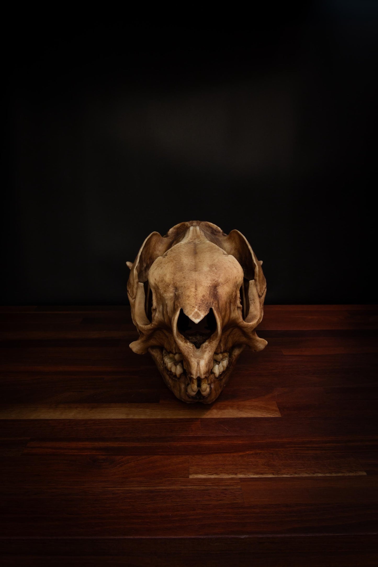 Procoptodon Goliath Skull Replica – Prehistoric giant Kangaroo Display Piece