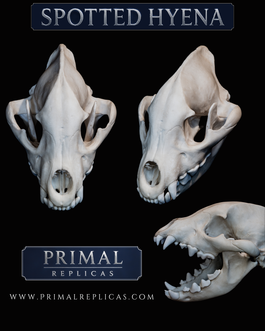 Hyena Skull Replica – Life-Sized Museum Quality Skull