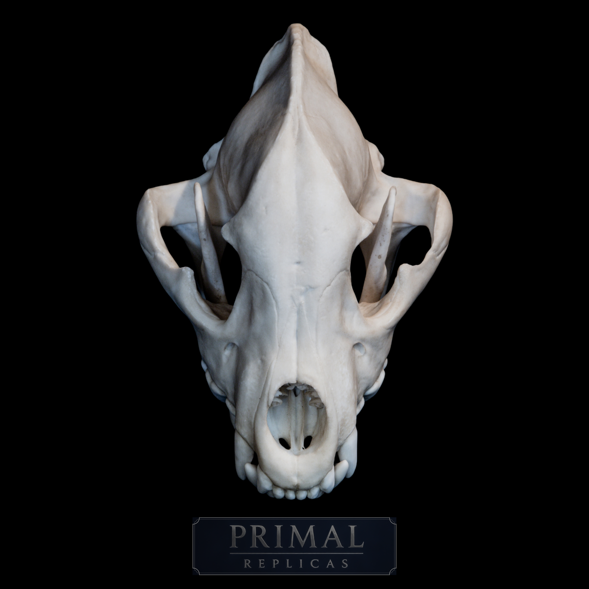 Hyena Skull Replica – Life-Sized Museum Quality Skull