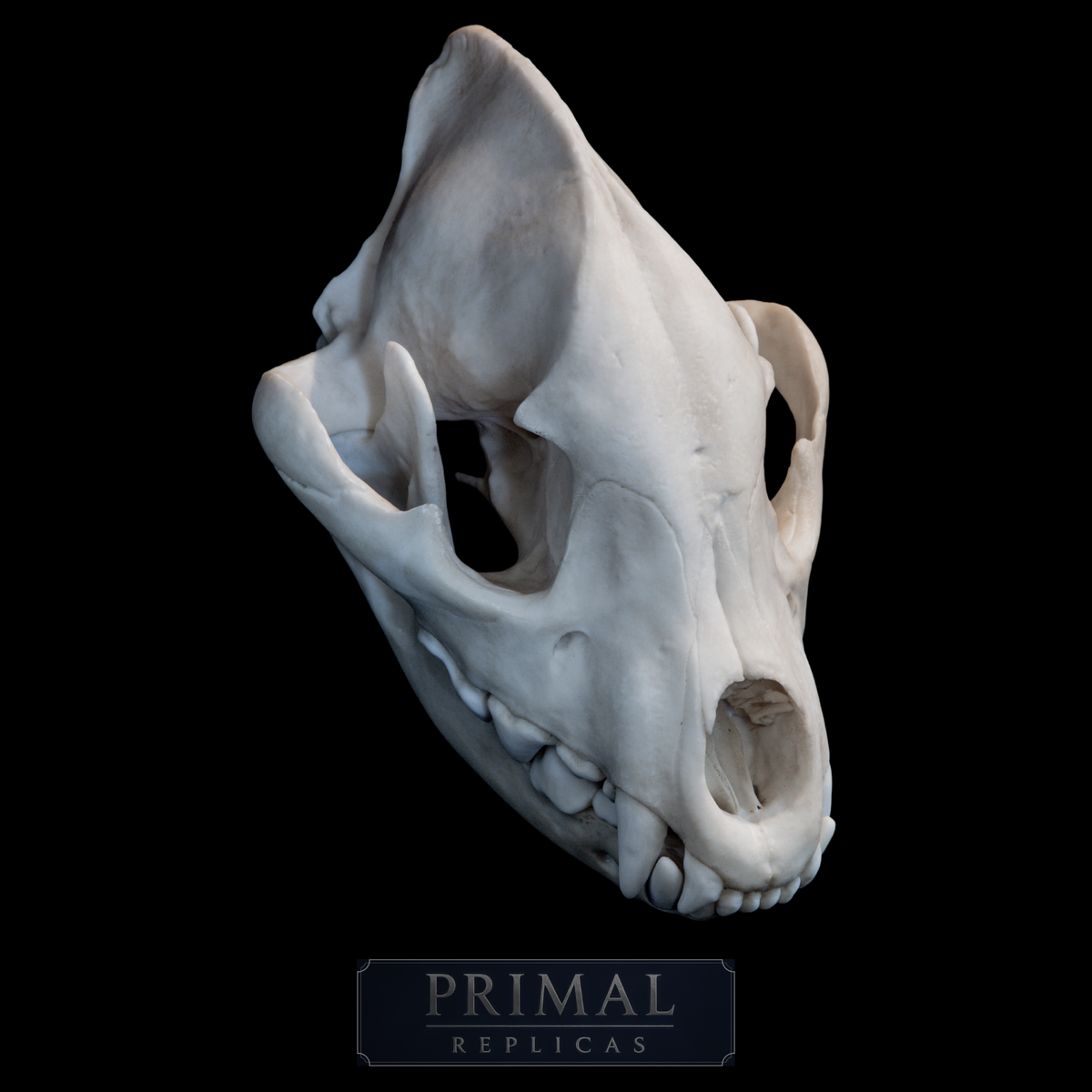 Hyena Skull Replica – Life-Sized Museum Quality Skull