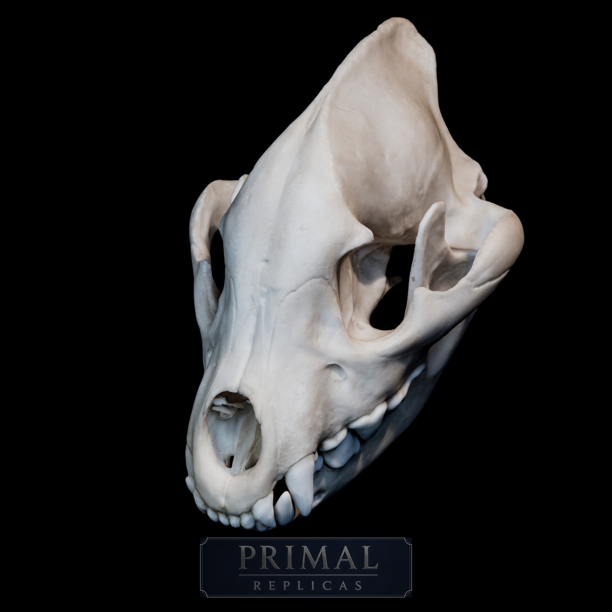 Hyena Skull Replica – Life-Sized Museum Quality Skull