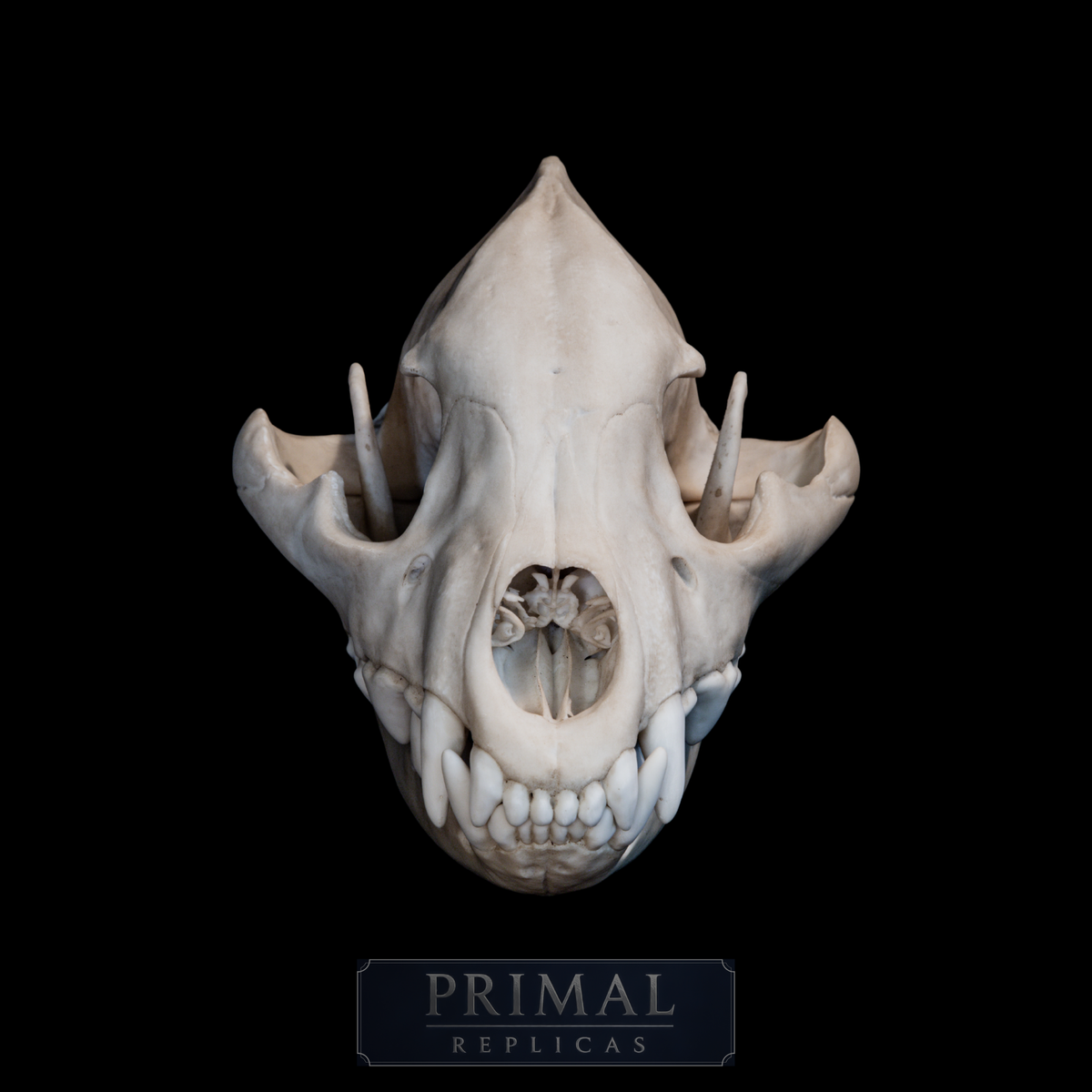 Hyena Skull Replica – Life-Sized Museum Quality Skull