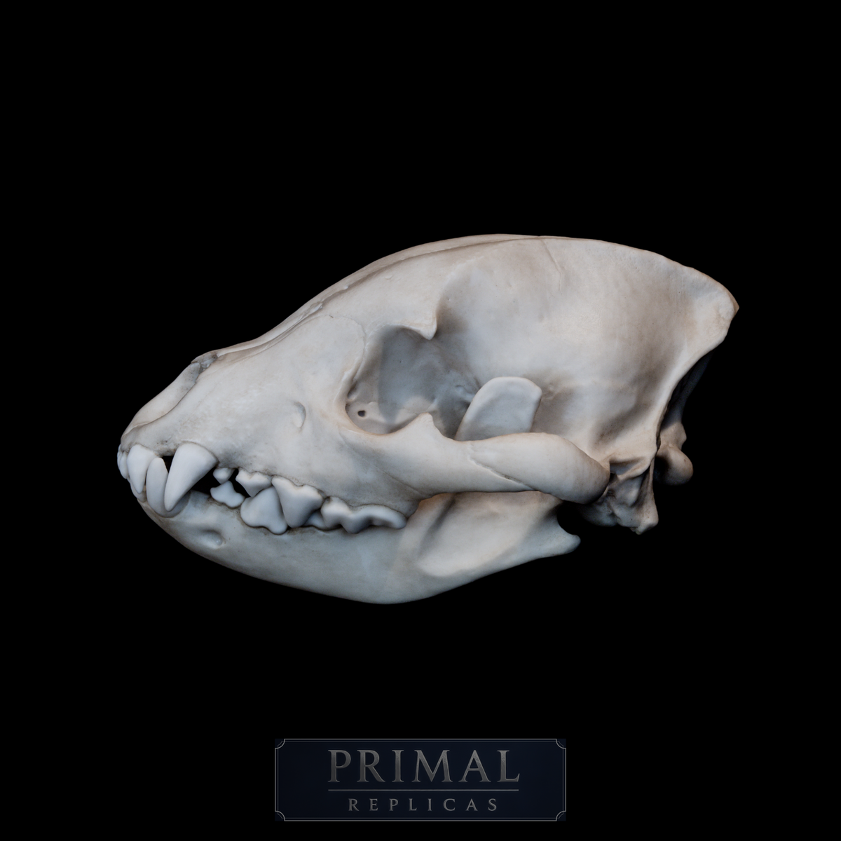 Hyena Skull Replica – Life-Sized Museum Quality Skull