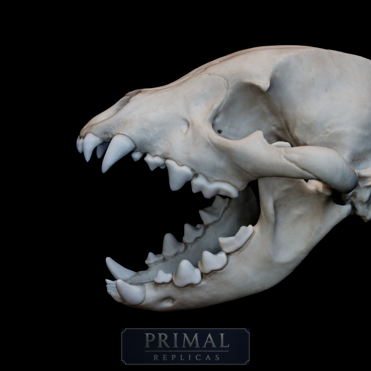 Hyena Skull Replica – Life-Sized Museum Quality Skull