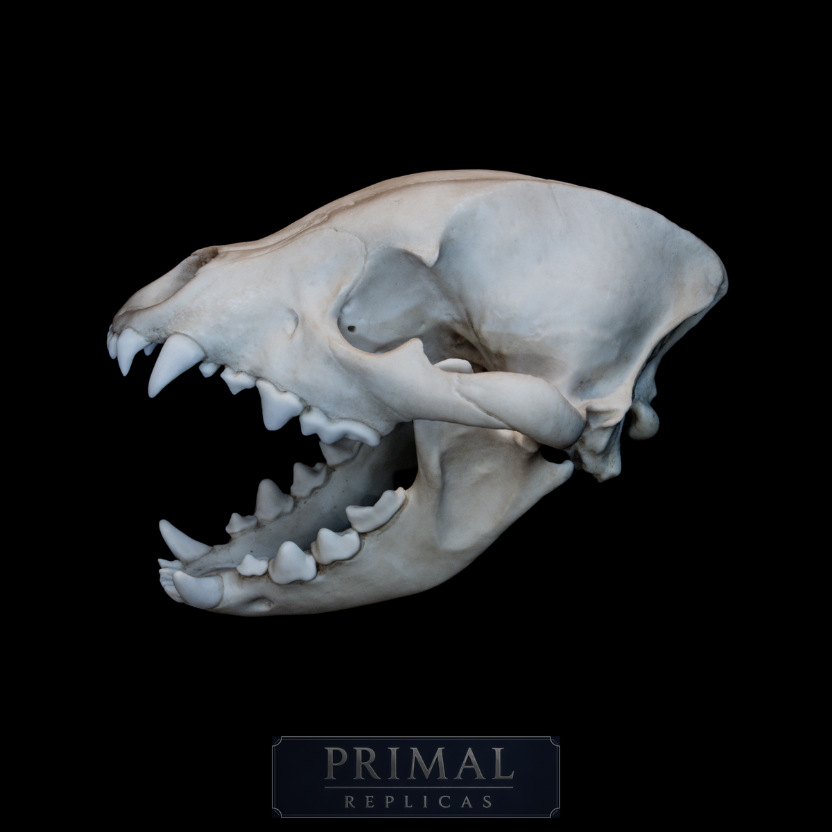 Hyena Skull Replica – Life-Sized Museum Quality Skull