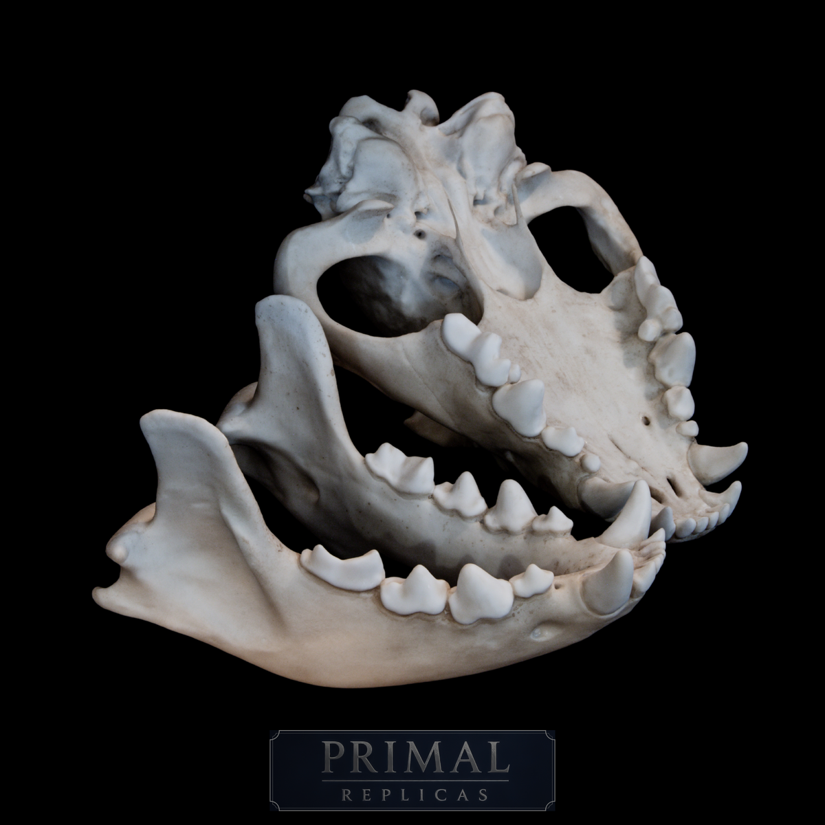 Hyena Skull Replica – Life-Sized Museum Quality Skull