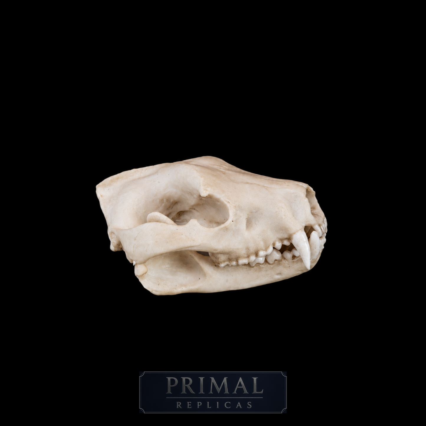 Tasmanian Devil Skull Replica – Life-Sized Display Piece