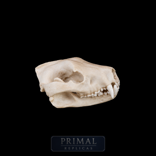 Tasmanian Devil Skull Replica – Life-Sized Display Piece