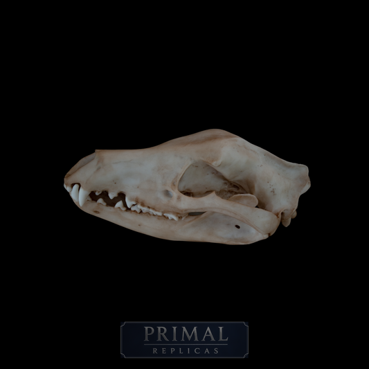 Thylacine Skull Replica – Tasmanian Tiger Display Piece