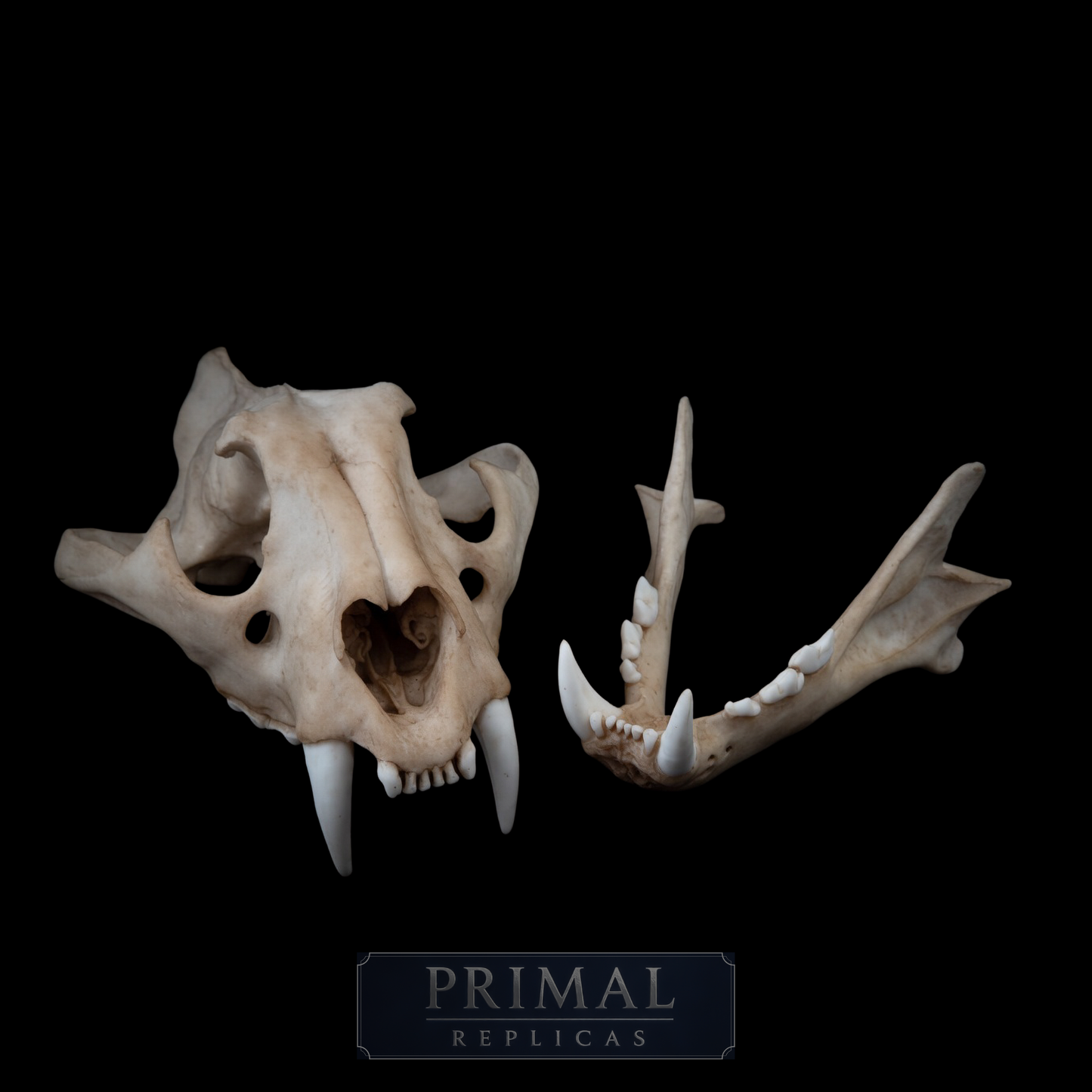 Adult Tiger Skull Replica – Large Life-Sized Display Piece