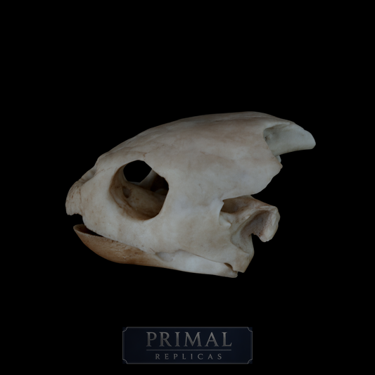Loggerhead Sea Turtle Skull Replica – Life-Sized Display Piece