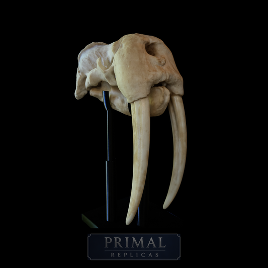 Walrus Skull Replica with Display Base – Large Life-Sized