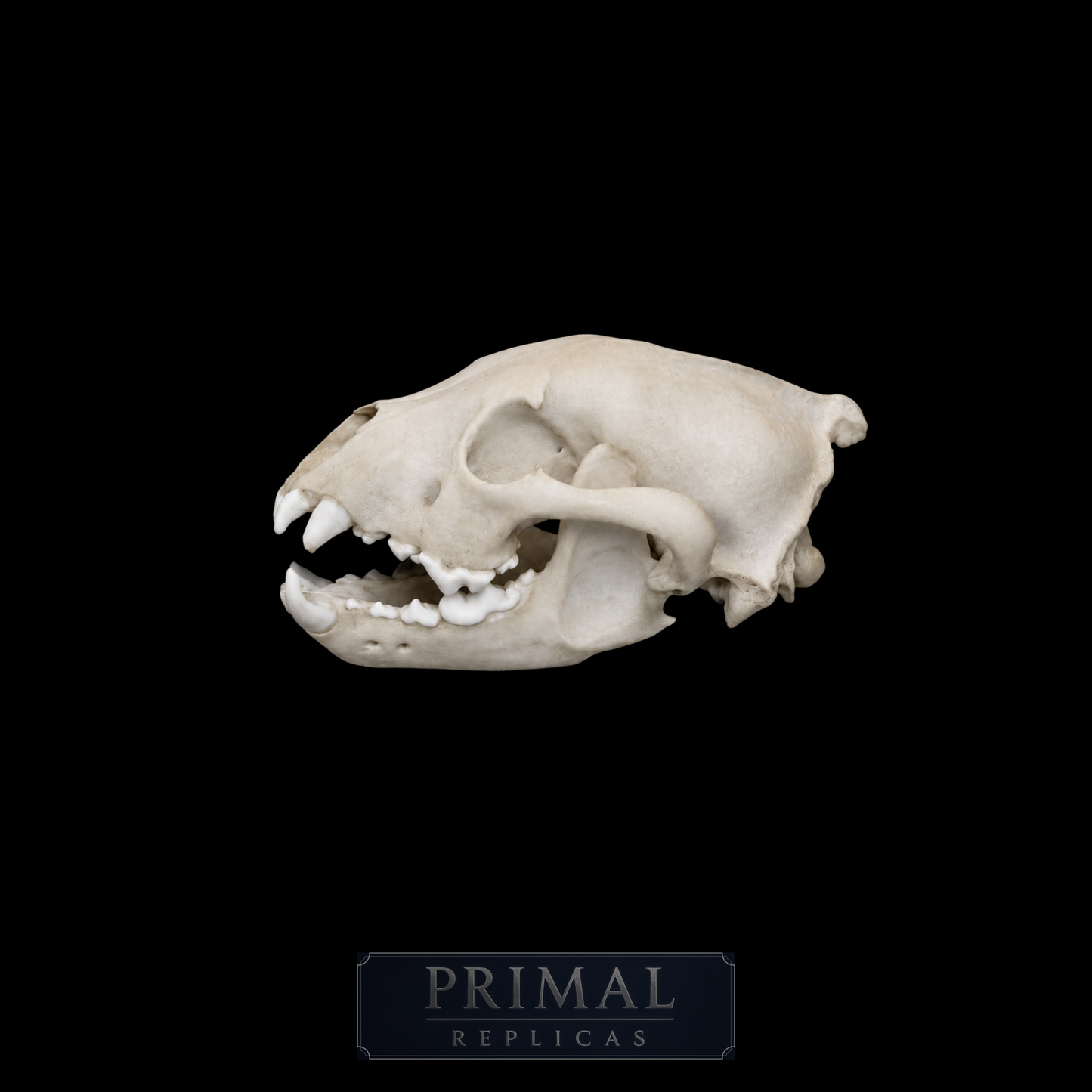 Wolverine Skull Replica – Life-Sized Display Piece