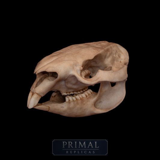 Wombat Skull Replica – Life-Sized Display Piece
