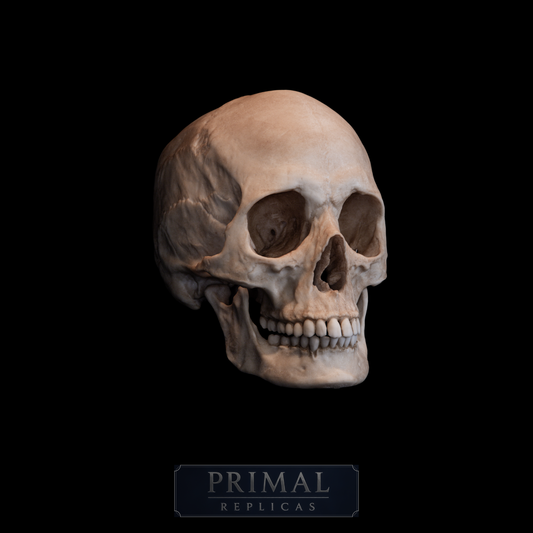 Human Female Skull Replica – Life-Sized Anatomical Display Piece