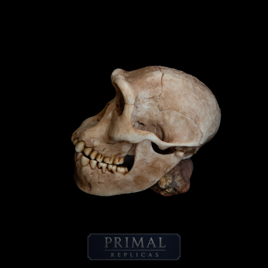 Homo erectus Dmanisi Skull Replica – Life-Sized Anatomical Display Piece