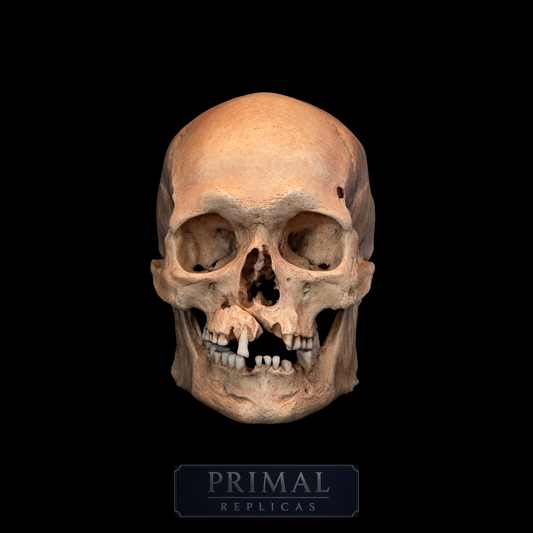 Viking Skull Replica – Life-Sized Historical Display Piece