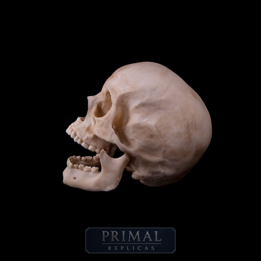 Human Male Skull Replica – Life-Sized Anatomical Display Piece