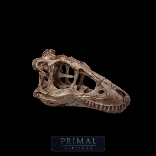 Tyrannosaurus Rex Skull Replica – Dinosaur Display Piece