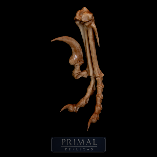 Velociraptor Foot Replica with Display Base – Life-Sized Dinosaur Display Piece