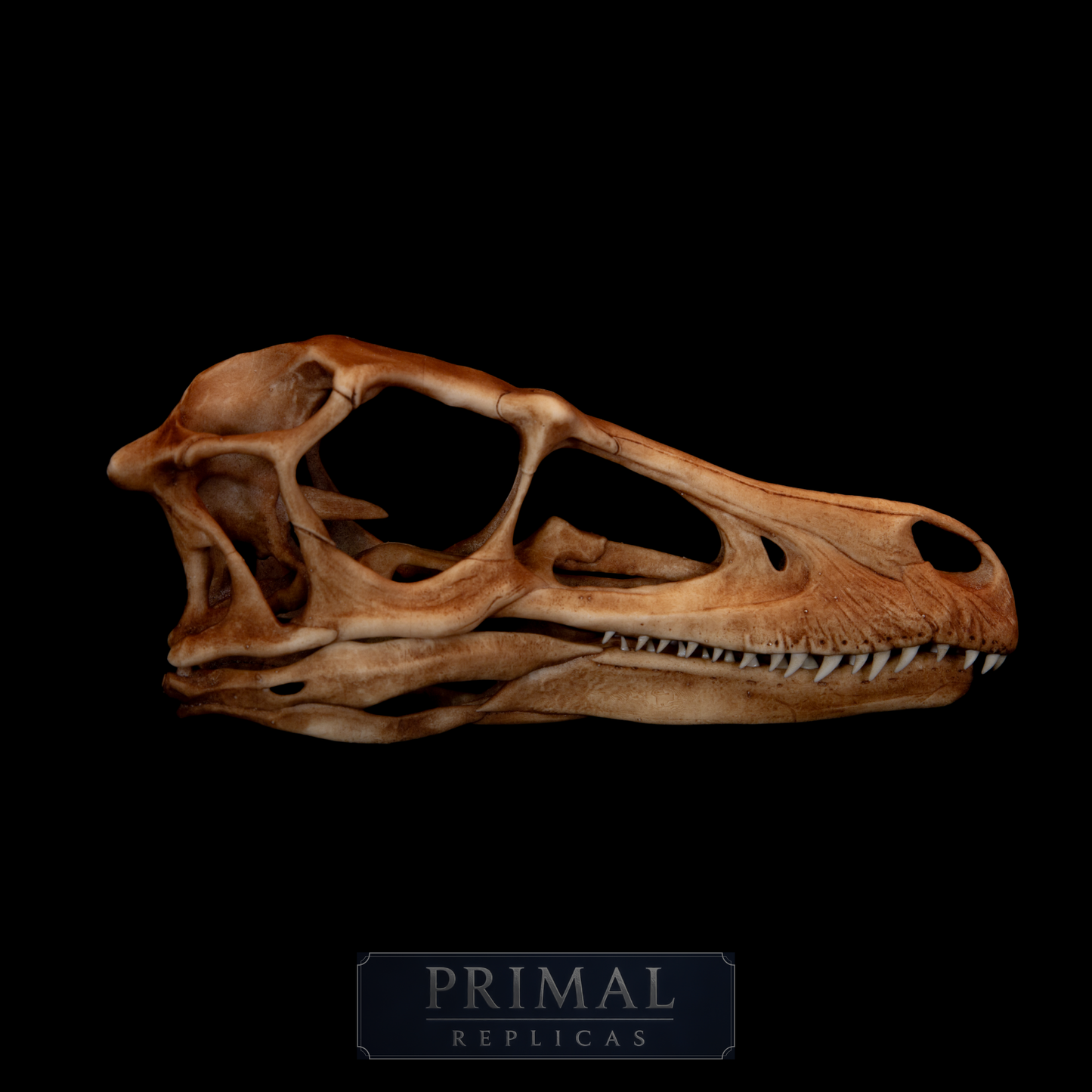 Velociraptor Skull Replica – Life-Sized Dinosaur Display Piece