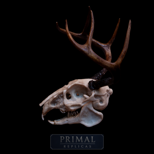 Jackalope Skull Replica – Life-Sized Mythical Display Piece