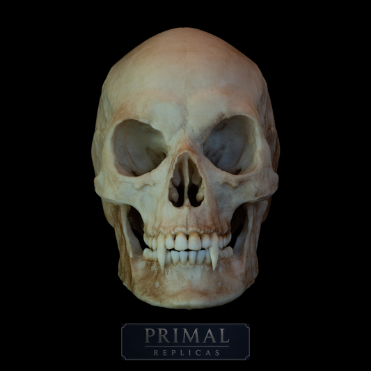 Vampire Skull Replica – Life-Sized Mythical Display Piece