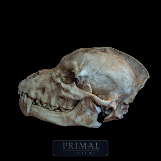 Werewolf Skull Replica – Life-Sized Mythical Display Piece