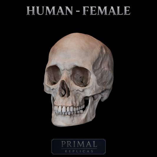 Human Female Skull Replica – Life-Sized Anatomical Display Piece