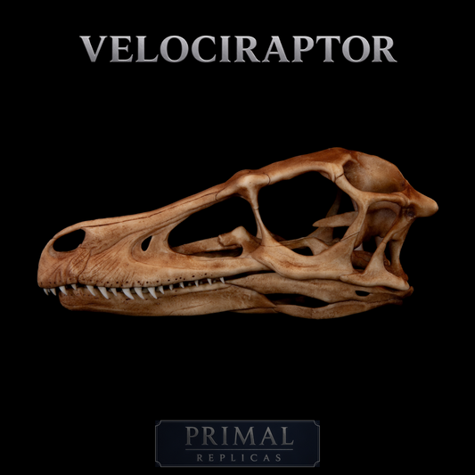 Velociraptor Skull Replica – Life-Sized Dinosaur Display Piece