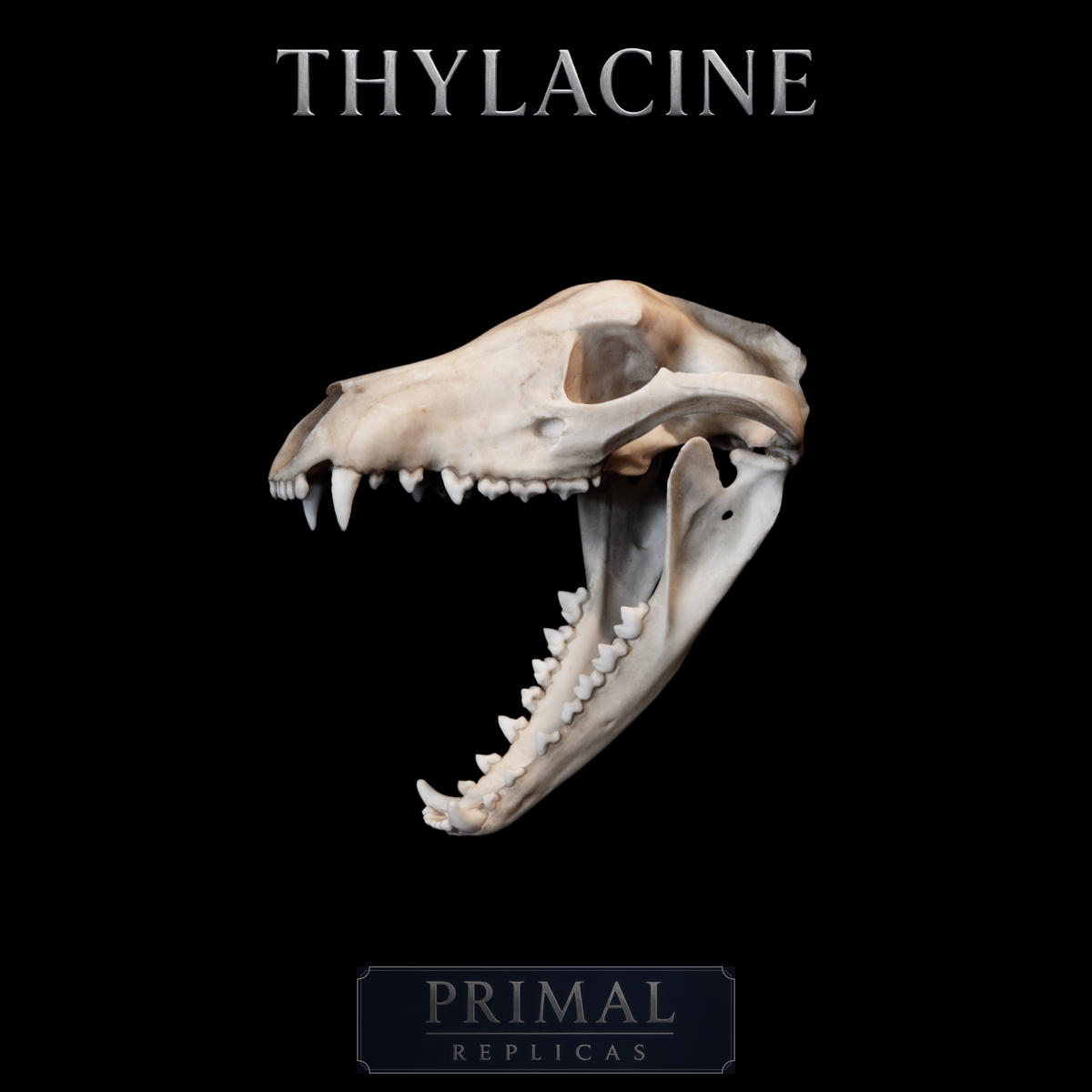 Thylacine Skull Replica – Tasmanian Tiger Display Piece